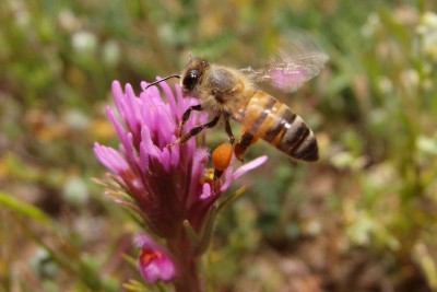 Pszczoła na koniczynie