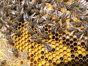 Pierzga pszczela w ramce 